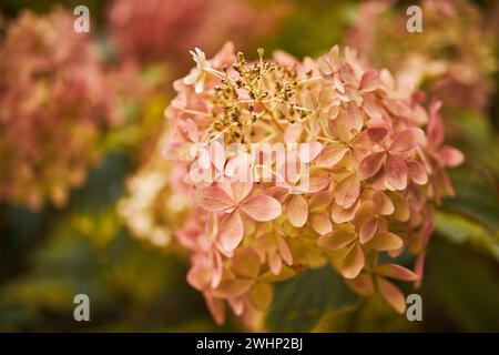 Hydrangea Arborescens or Smooth Hydrangea, flowers in autumn park. Stock Photo