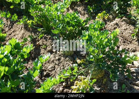 Apium graveolens, celery Stock Photo