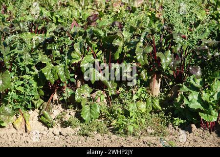Beta vulgaris, beet root Stock Photo