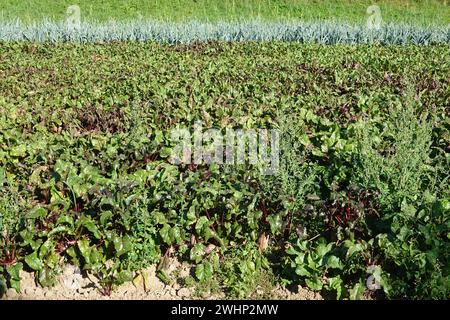 Beta vulgaris, beet root Stock Photo