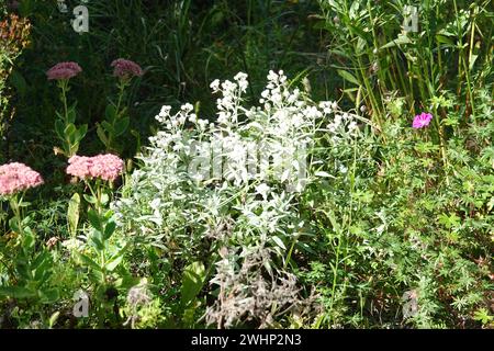 Anaphalis triplinervis, Pearly everlasting Stock Photo