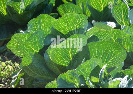 Brassica oleracea, Cabbage Stock Photo