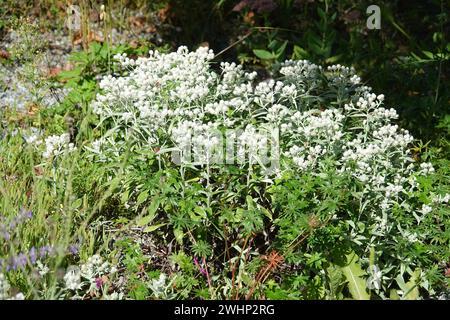 Anaphalis triplinervis, Pearly everlasting Stock Photo