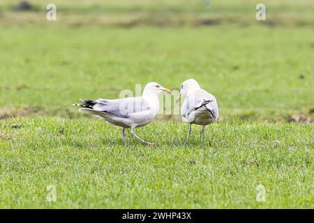 Close up of a couple of European Herring Gulls, Larus argentatus, yellow beak with red spot in a pasture against blurry background. The male has an ea Stock Photo