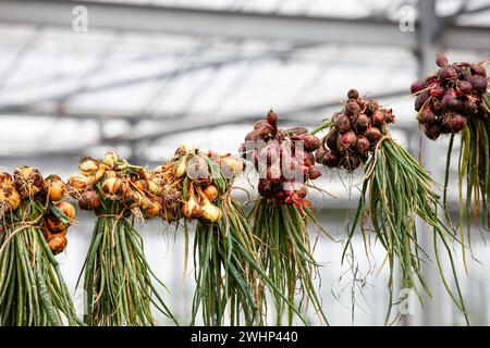 Close up of bunches of yellow and red freshly harvested edible onions tied together on a hemp rope to be dried so that the still green foliage can be Stock Photo