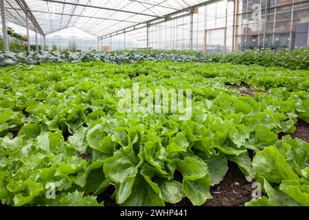 Close up of a field with beautiful fresh green endive growing in open ground in a greenhouse Stock Photo