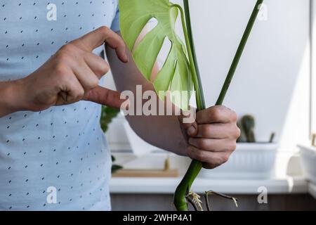 Man gardener hands showing heart sign while transplant monstera house plant in pot. Concept of home gardening and planting flowers in pot. Taking care of home plants. Adding ground Spring replanting Stock Photo