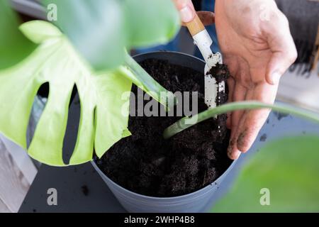 Man doing replant monstera to new pot at home. Pulling plant with roots from pot, close-up. Florist gardening at home. Leisure free time hobby Stock Photo