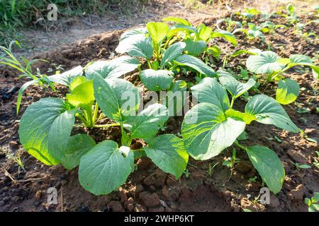 Fresh Chinese mustard green in garden or farm was taken in the morning with sunlight. Stock Photo