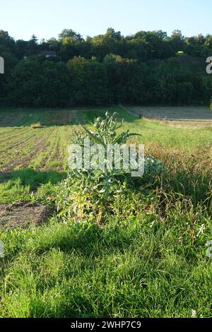 Cynara scolymus, Globe artichoke Stock Photo