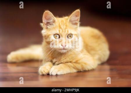 Portrait of Playful Ginger cat lying on the floor Stock Photo