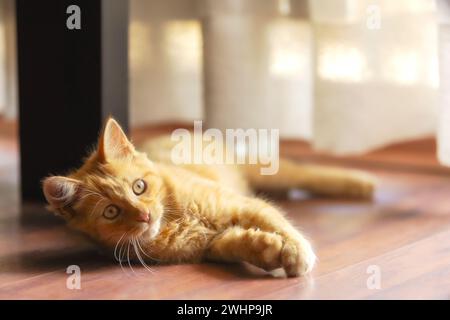 Portrait of Playful Ginger cat lying on the floor Stock Photo