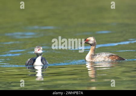 Horned Grebe couple swimming in the water. Stock Photo