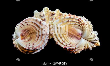 Close-up of Hippopus hippopus sea shell on a black background Stock Photo