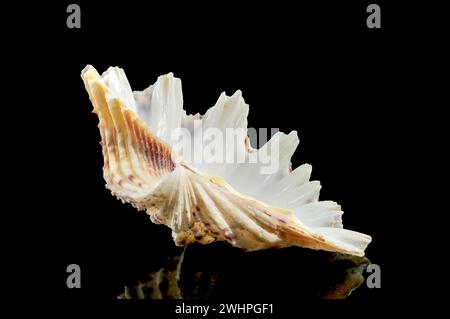 Close-up of Hippopus hippopus sea shell on a black background Stock Photo