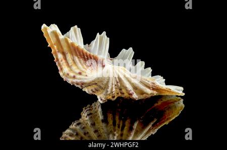 Close-up of Hippopus hippopus sea shell on a black background Stock Photo