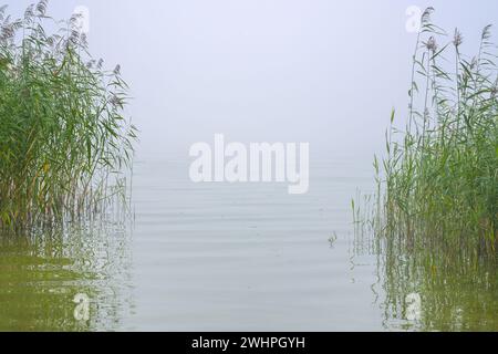 View through green reeds onto a calm lake, the water horizon disappears in the haze, environment concept, natural landscape copy Stock Photo