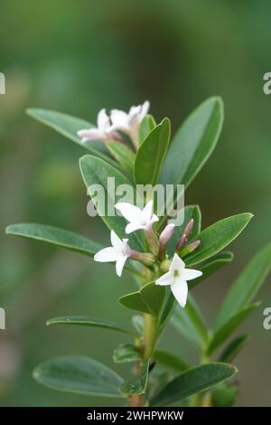 Daphne retusa, Syn. Daphne tangutica Stock Photo - Alamy