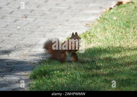 Sciurus vulgaris, Squirrel Stock Photo