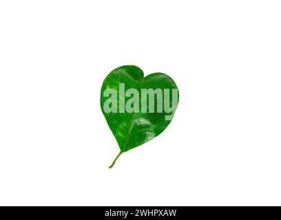 Pomelo green leaf heart shaped,isolated on white background Stock Photo