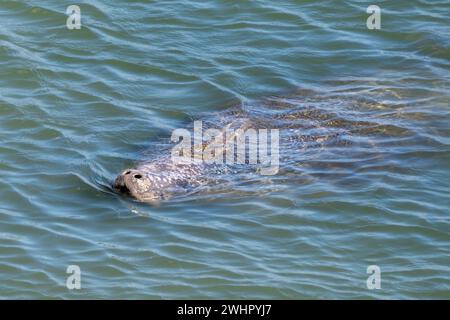 Manatee swimming, Manatee Viewing Center, Tampa Bay, Apollo Beach, Florida Stock Photo