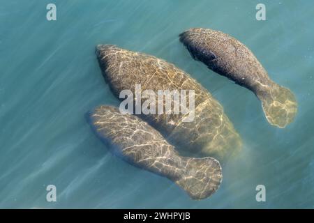 Manatee family swimming, Manatee Viewing Center, Tampa Bay, Apollo Beach, Florida Stock Photo