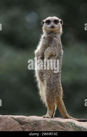 Ein �����峾ä�ԲԳ����� im Zoo passt auf Stock Photo
