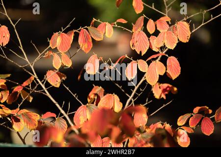 Bunter Blätter im Herbst an einem Busch Stock Photo