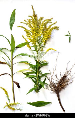 Study guide. Herbarium. The bush of the ragweed plant, its stem, leaves, flowers and root system. Stock Photo