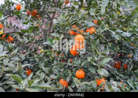 oranges on a branch with green leaves on tree Stock Photo