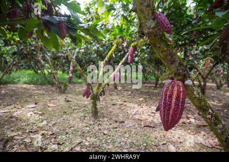 Cacao garden Stock Photo