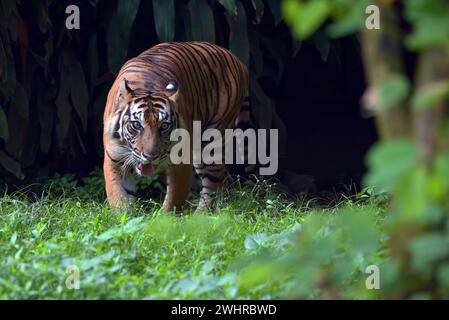 Portrait of a Male sumatran tiger Stock Photo