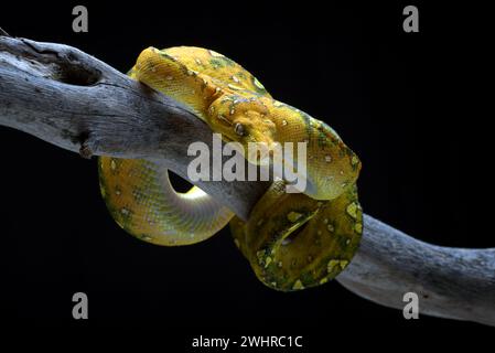 Green tree phyton coiled around a tree branch Stock Photo