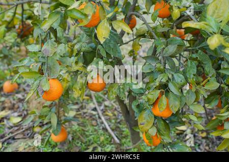 oranges on a branch with green leaves on tree Stock Photo