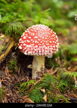 Zurich, Switzerland - October 22nd 2023: A beautiful red fly amanita on the forest floor Stock Photo