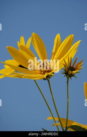 Helianthus tuberosus, Jerusalem artichoke Stock Photo