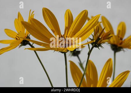 Helianthus tuberosus, Jerusalem artichoke bumble bee Stock Photo