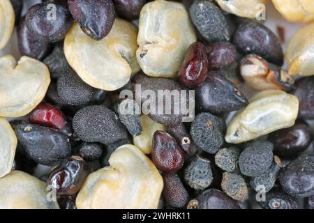 Seeds of various types and species of cacti and succulents under high magnification. Stock Photo