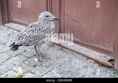Seagull chick, Larus Fuscus, abandoned young grey seabird in front of old brown metal closed door. Gull standing on stone paved pavement. Stock Photo