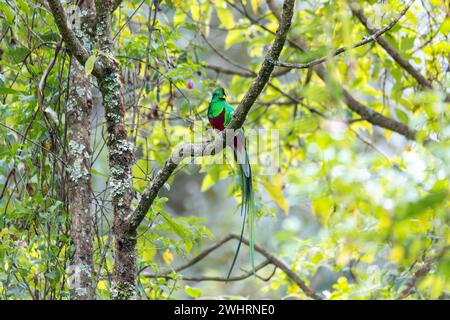 Resplendent quetzal (Pharomachrus mocinno), San Gerardo de Dota, Wildlife and bird watching in Costa Rica. Stock Photo