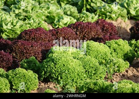 Lactuca sativa Lollo Bionda, Lollo Rosso, lettuce Stock Photo