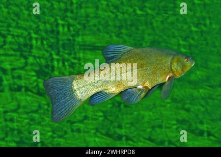 Large Tench Fish , Tinca tinca, swimming along water plants, profile view. Stock Photo
