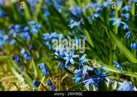 Closeup of blooming blue scilla luciliae flowers in sunny day. First spring bulbous plants. Selective focus with bokeh effect. Stock Photo