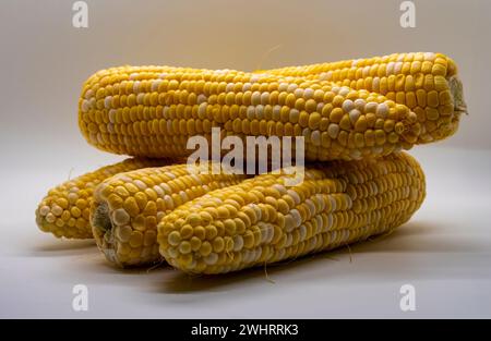 Table Top View of Corn on the Cob, With a White Background, Sitting on the Table Stock Photo