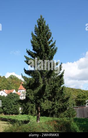 Picea abies, spruce Stock Photo