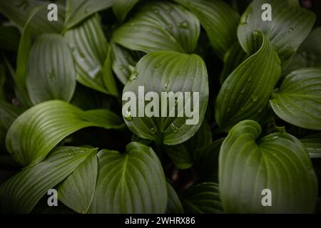 In spring these hosta plants grow rapidly. Their fresh, intense green leafs are waterrepellent. It looks beautiful to watch the waterdrops bounce off. Stock Photo