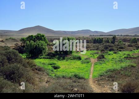 Green oasis amongs the barren Malpais desert landscape of Fueteventura, El Cotillo, Fuerteventura, Canary Islands, Spain. Stock Photo