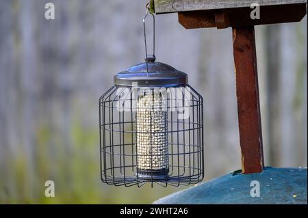 Suet pellets in a squirrel proof bird feeder hanging from a bird table in a UK garden. Stock Photo