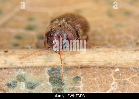 Lasioderma sp. commonly known as the cigarette beetle, cigar beetle, or tobacco beetle is pest of tobacco dried herbs and many of others stored Stock Photo