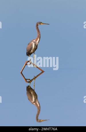 Tricolored heron (Egretta tricolor) on a dry reed in a lake, with reflrection in blue water, Fort Bend County, Texas, USA. Stock Photo